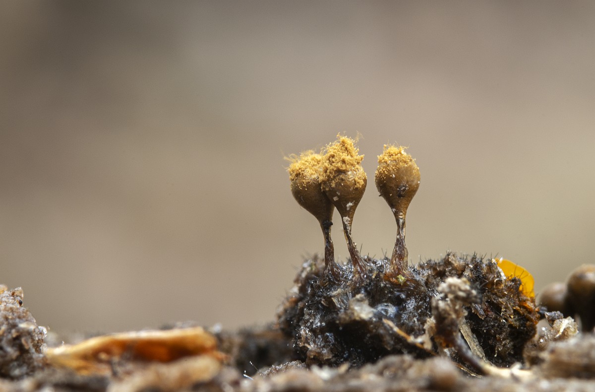 Anna Koshmalni jin ursin